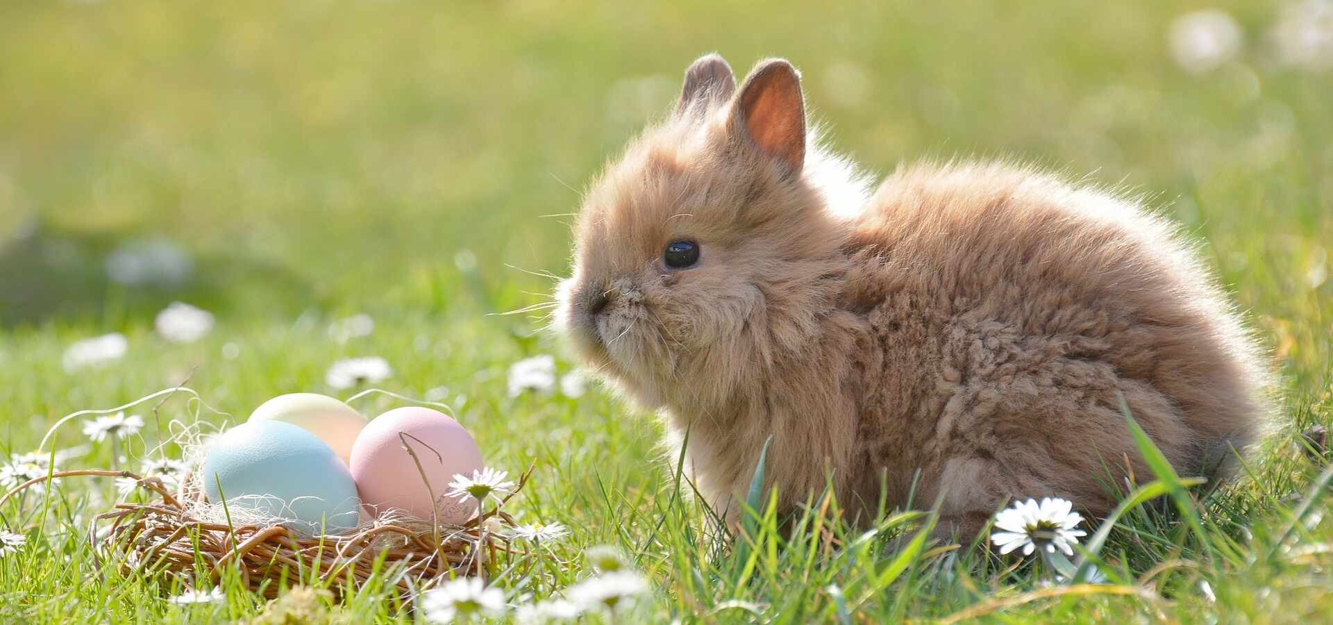 Seasonal Events and Festivals in Austrian Zoos