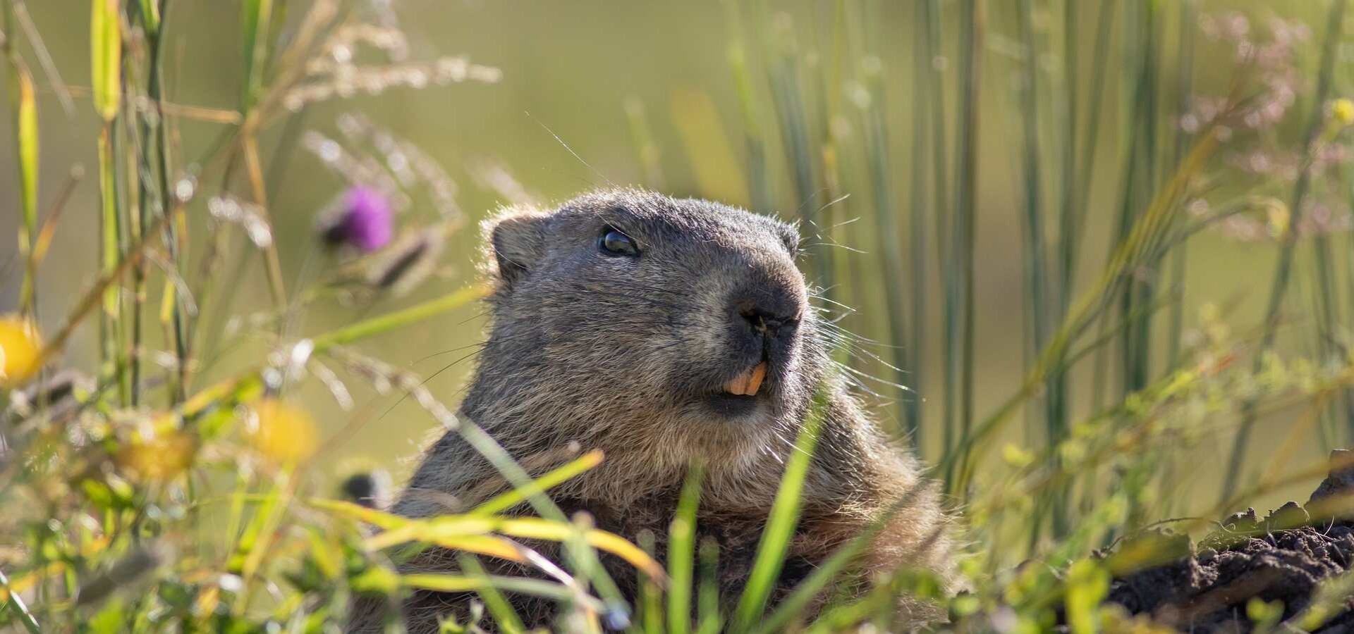 The Best Zoos in Austria for Photography