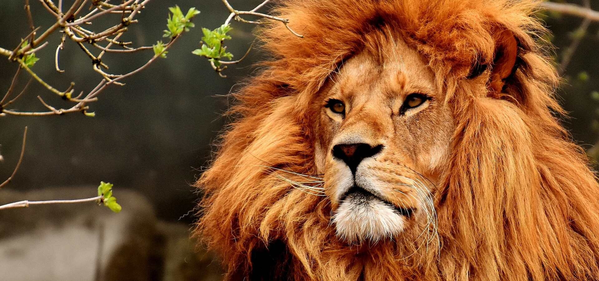 Unique Animal Exhibits in Austrian Zoos