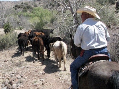 Arizona Cowboy College Summer Horse Camp photo 1