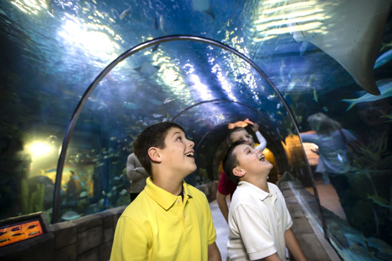 Audubon Zoo Explorers Summer Camp