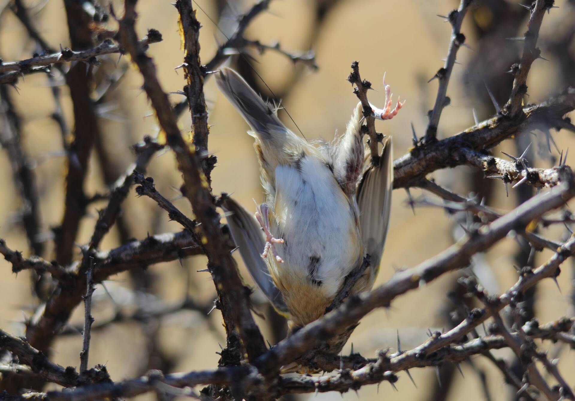 Dinosaur Ridge photo 1