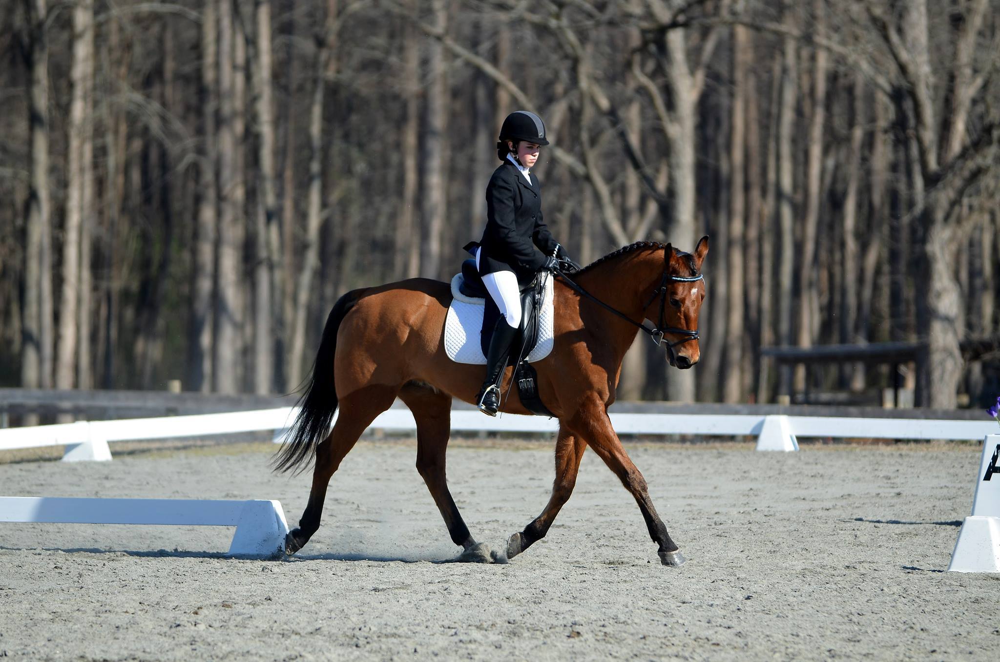 Blue Ribbon Horseback Riding Camp