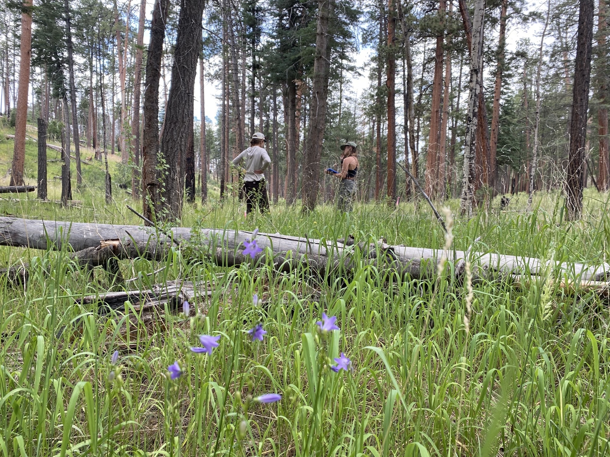 Centennial Forest Envrionmental Education Programs