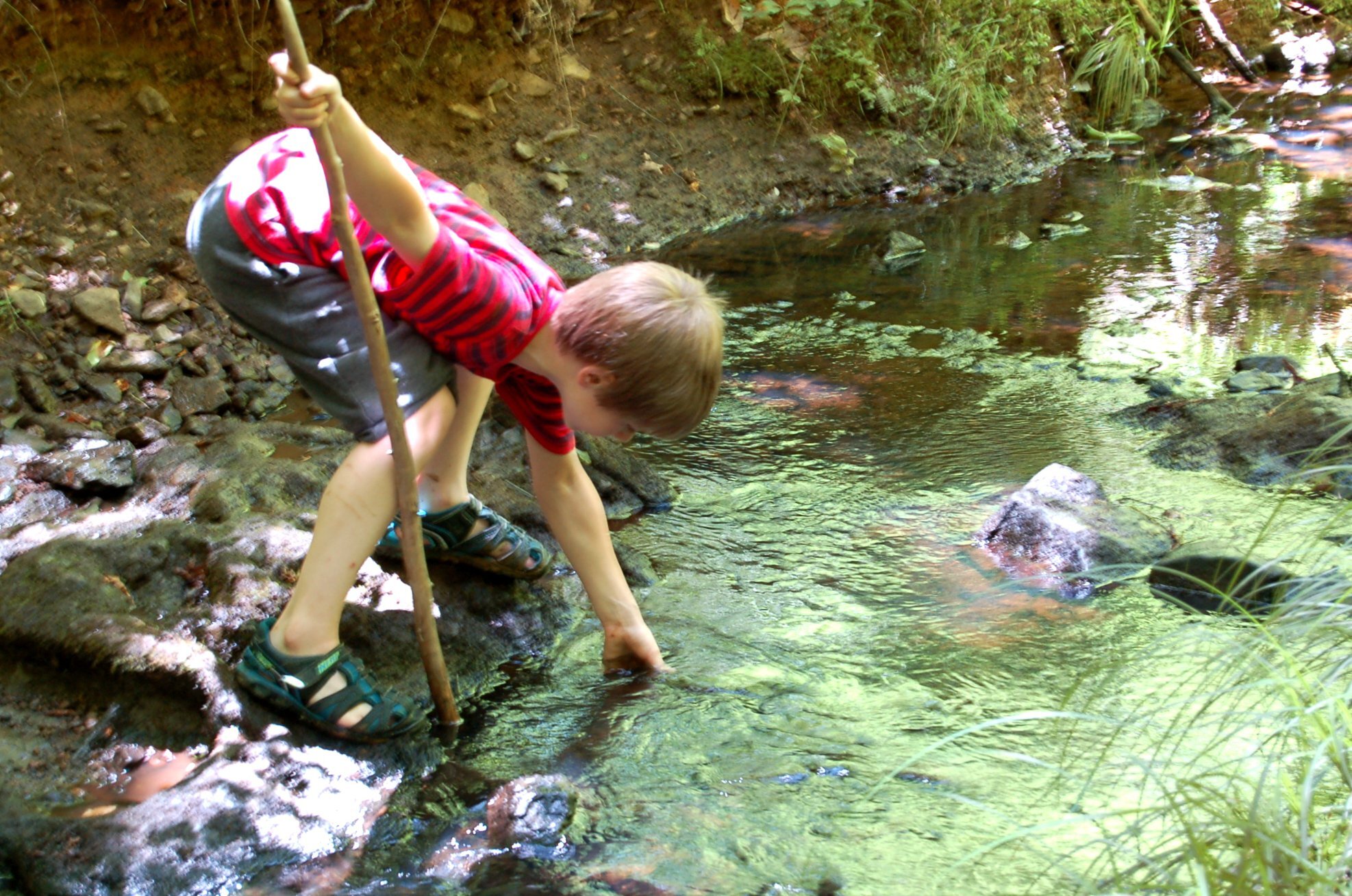 Education, Imagination & the Natural World photo 1