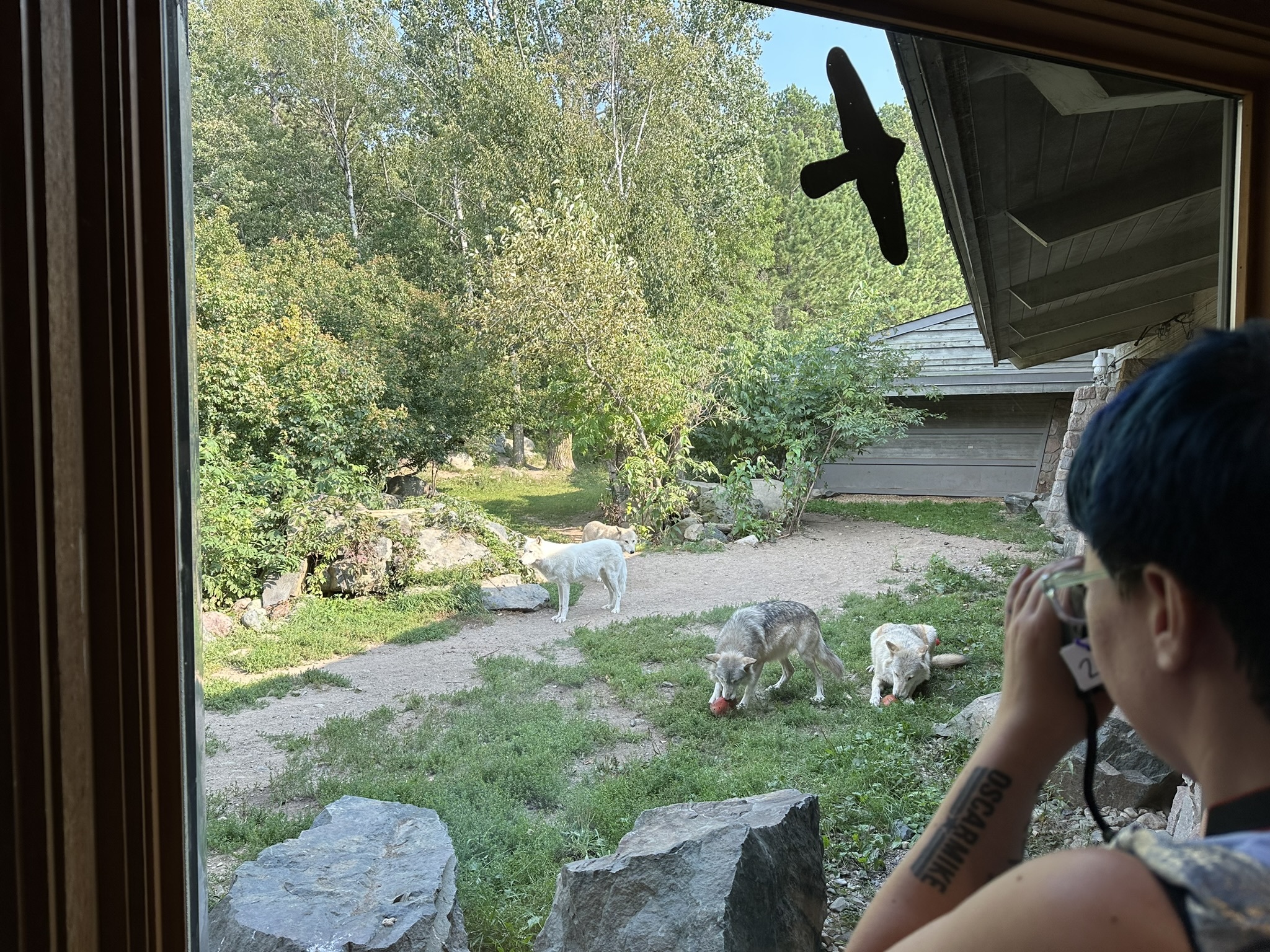 Junior Wolf Biologist Mini-Camp