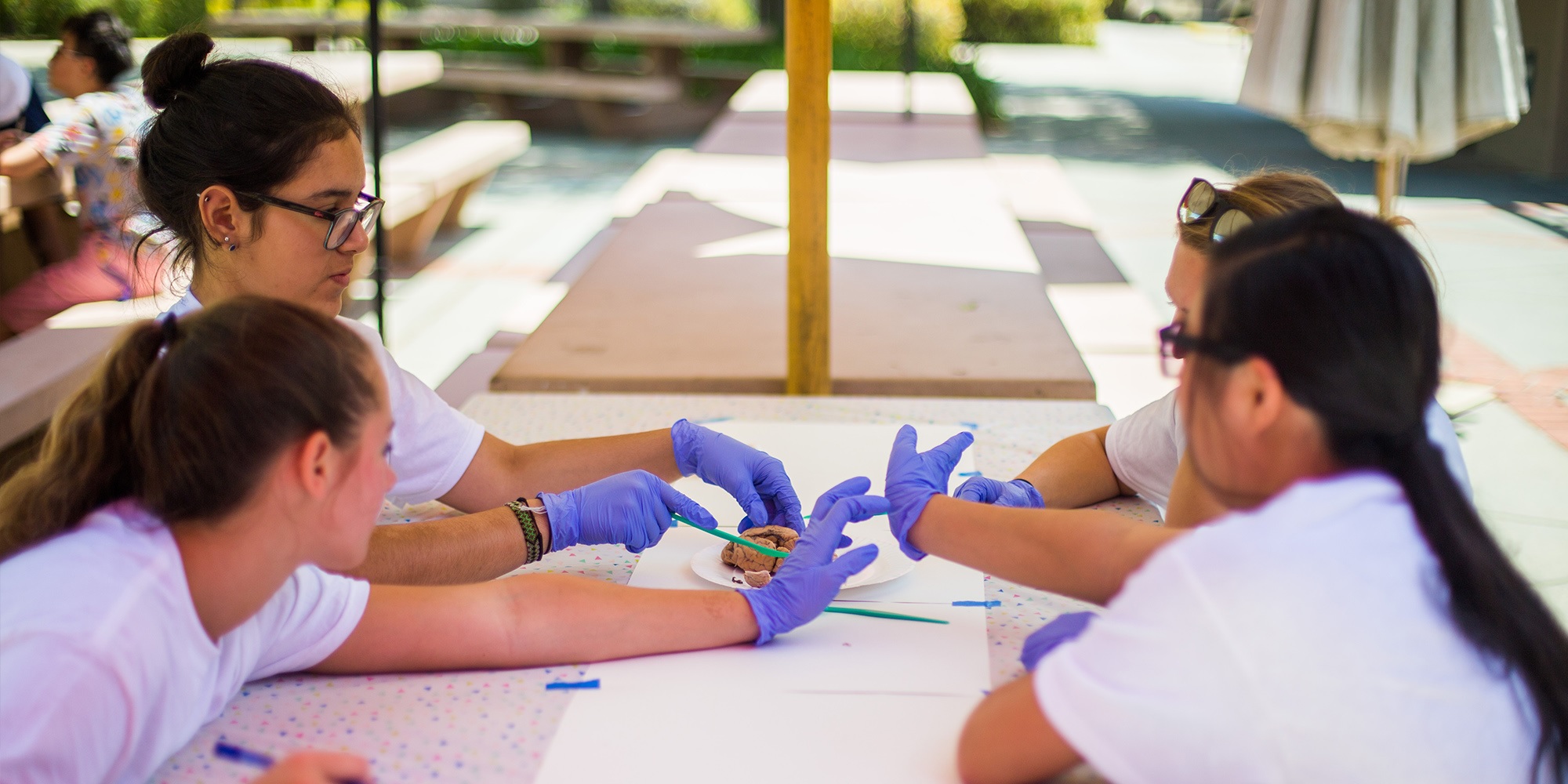 Neuroanatomy Summer Camp - UC Berkeley