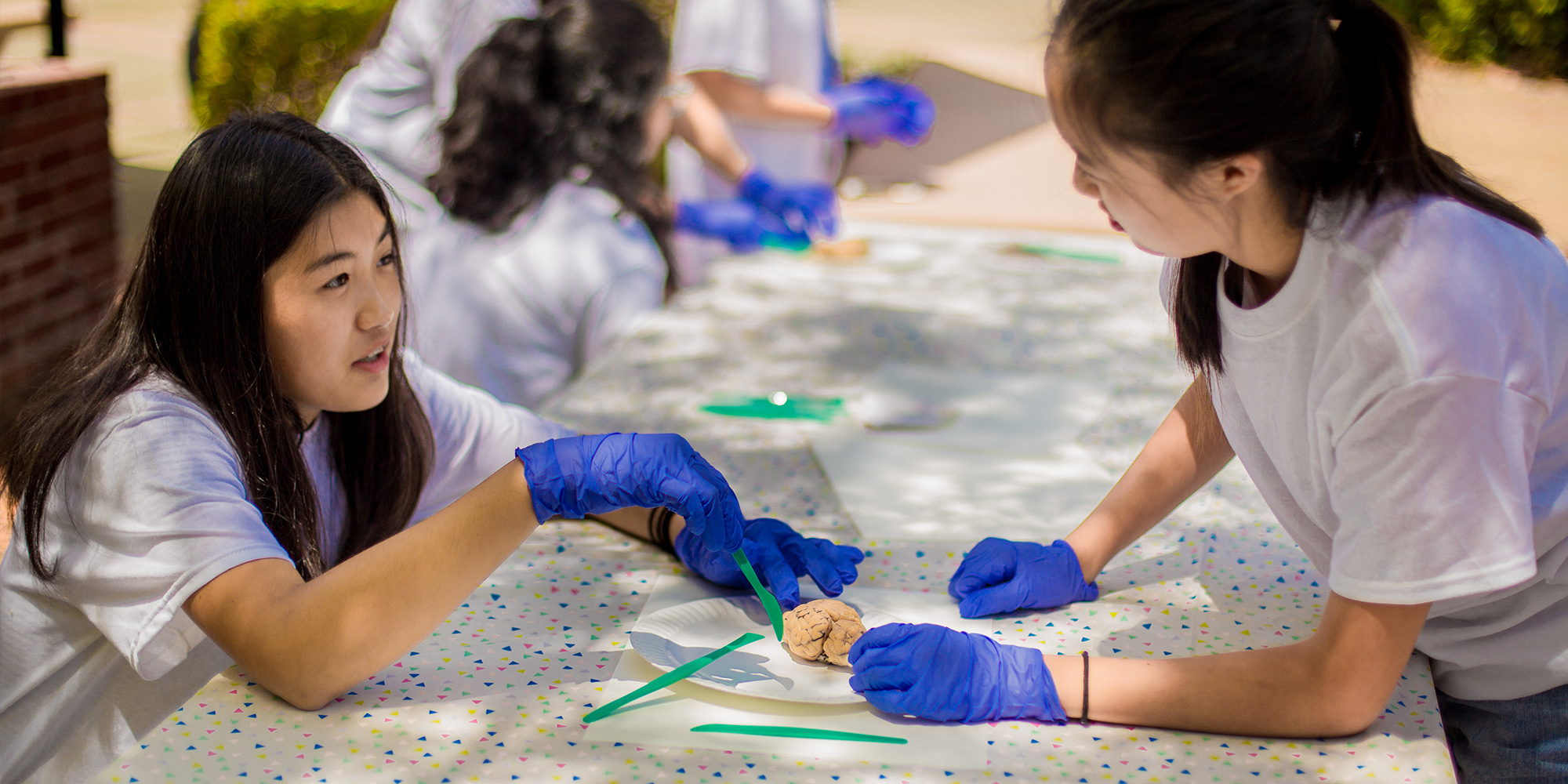High School Neuroanatomy Summer Camp - UCLA photo 1