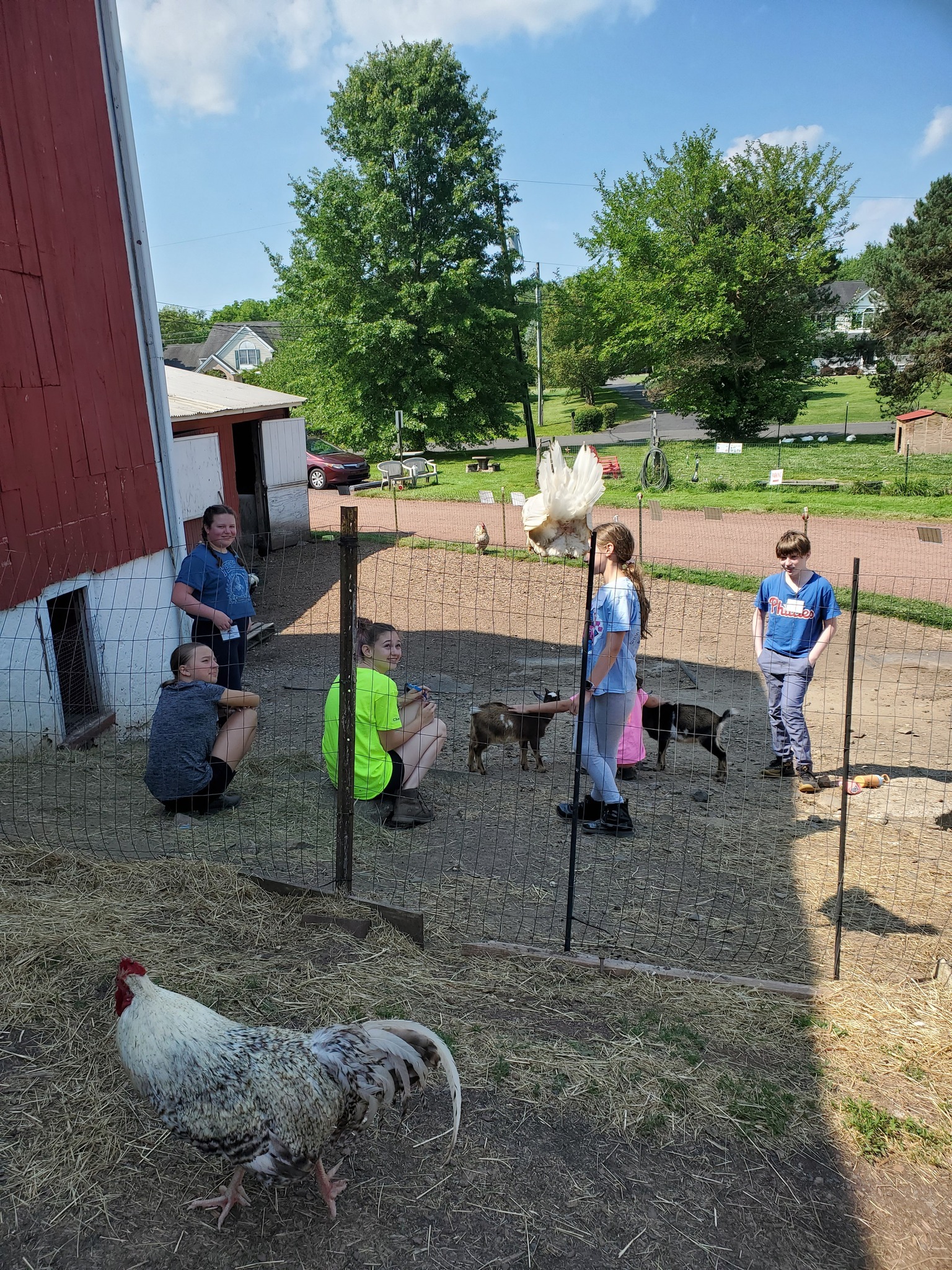 Rainbow Ridge Farm Summer Day Camp photo 1