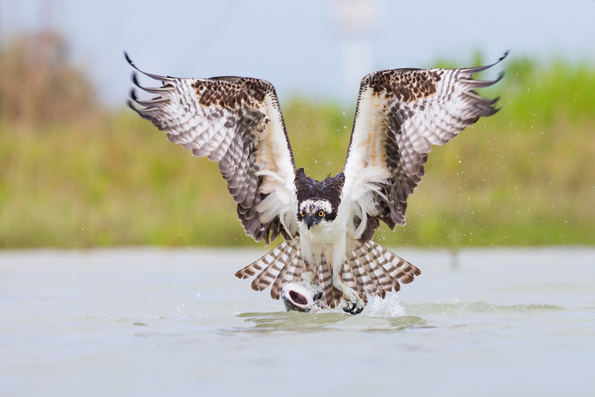 Randall Davey Audubon Summer Adventure Camps