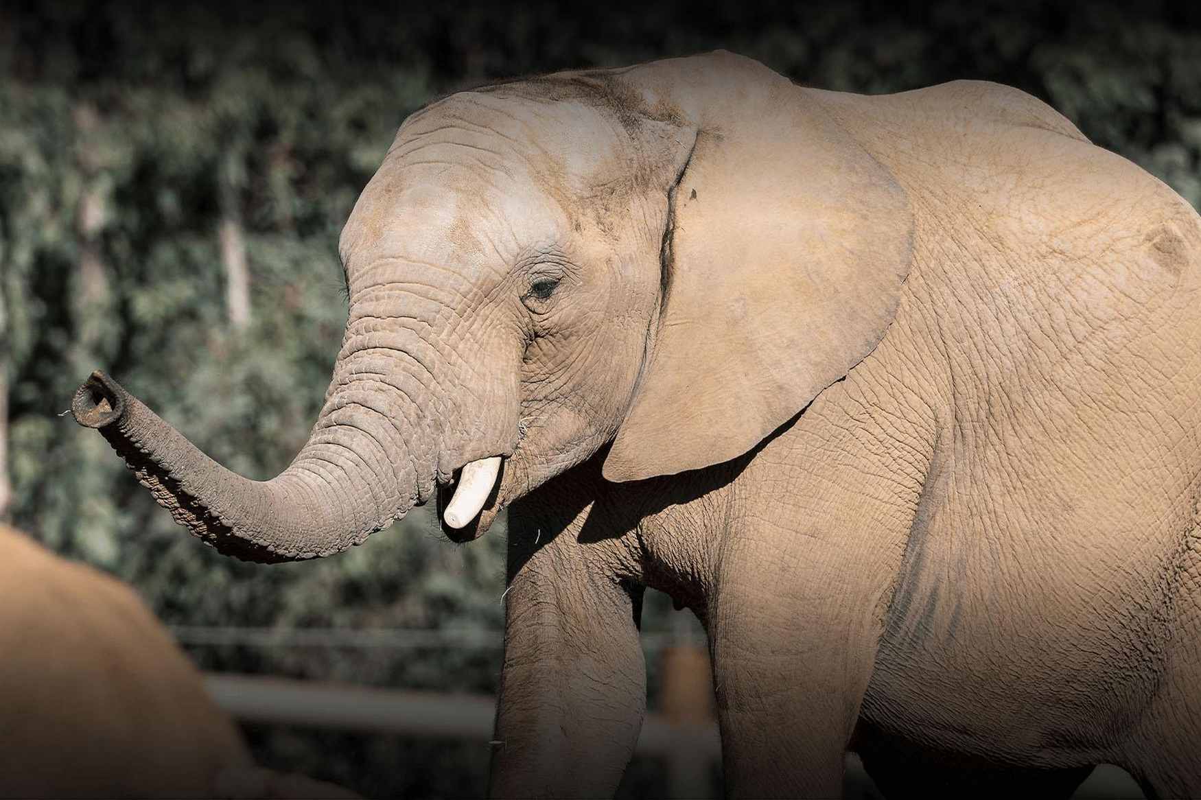 Challenger International Soccer Camp - San Diego photo 1