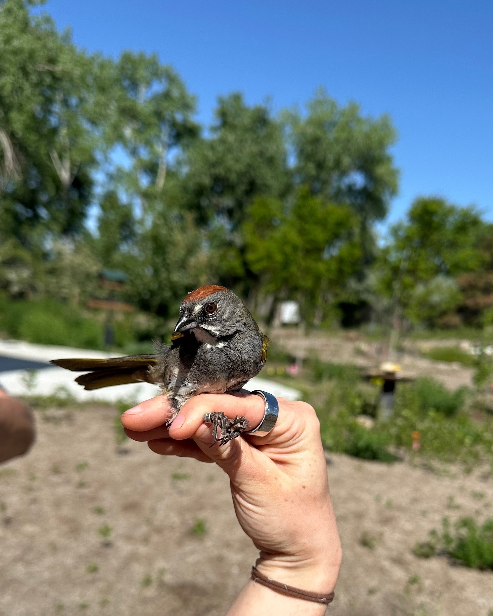 Tracy Aviary Summer Camp photo 1