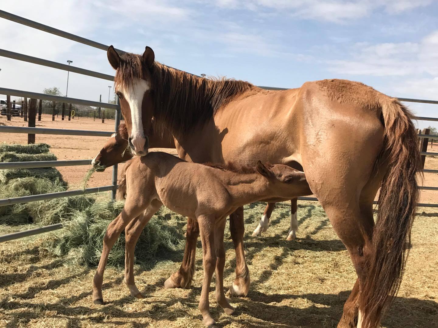Wild at Heart Horse Girls Day Camp photo 1