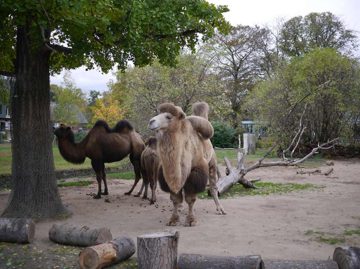 unique animal exhibits in austrian zoos photo 6