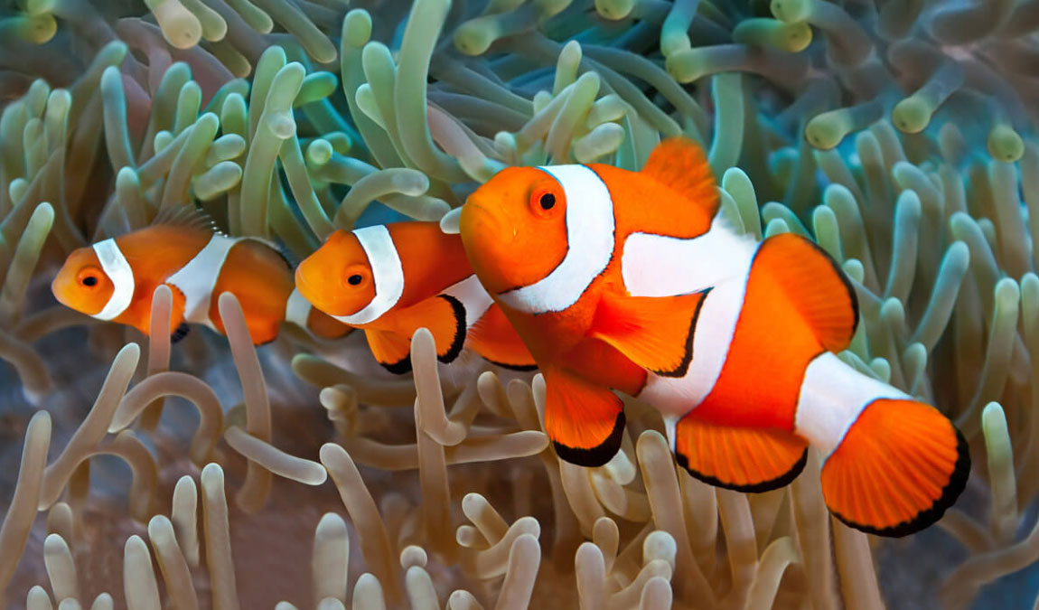 9 интересных фактов о майорке photo 3