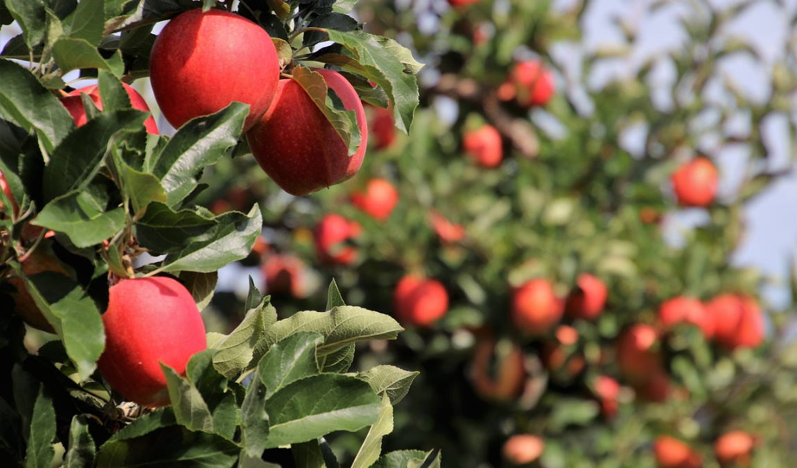 fruit and vegetables in germany photo 2