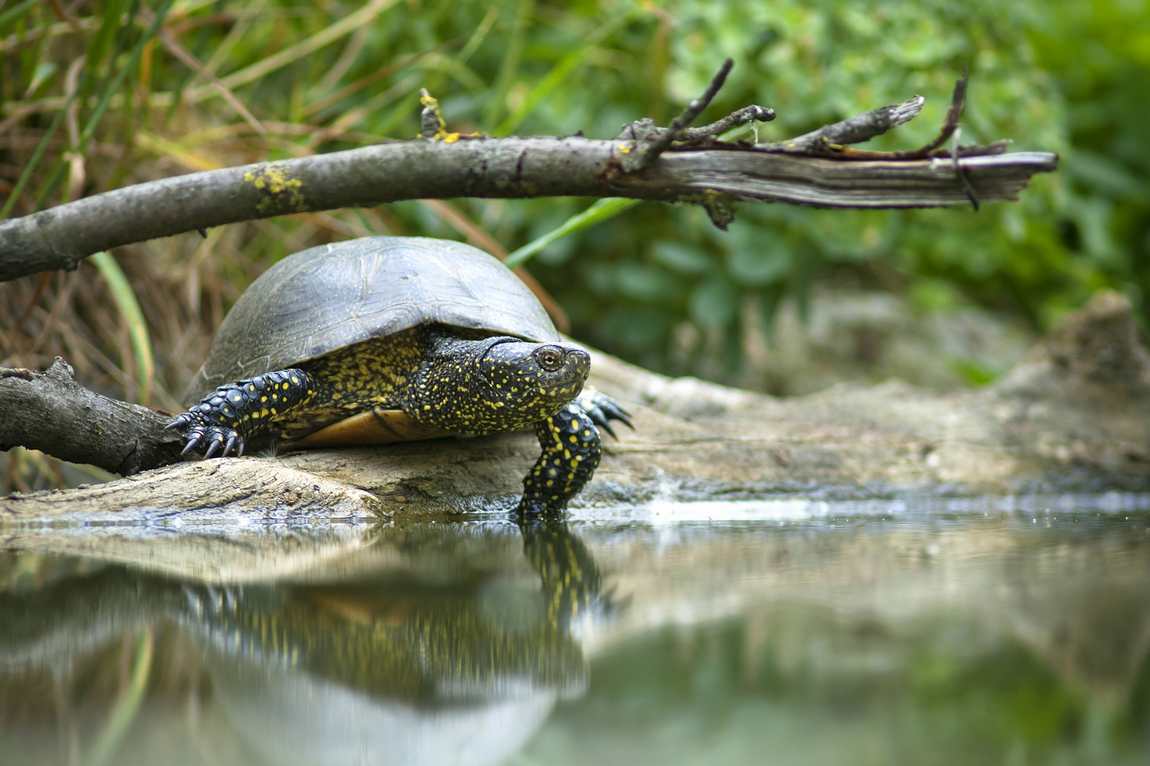 10 best zoos to visit with your kids in europe photo 10