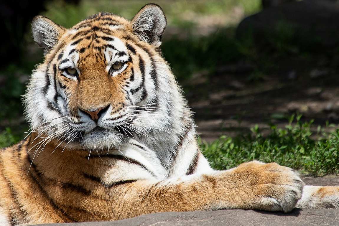 unique animal exhibits in austrian zoos photo 4