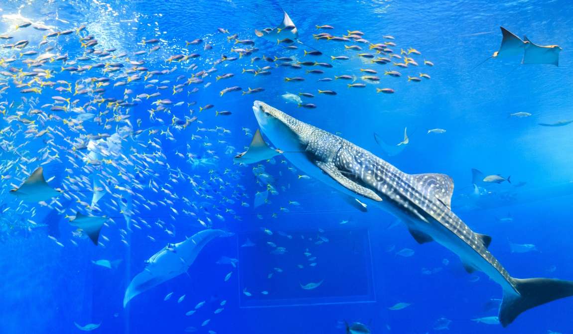 the best aquariums in the world photo 7