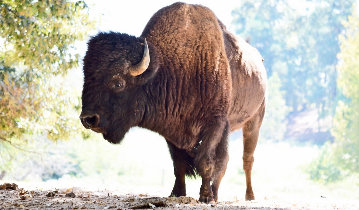 austria in february: alpine skiing and another batch of holidays photo 7