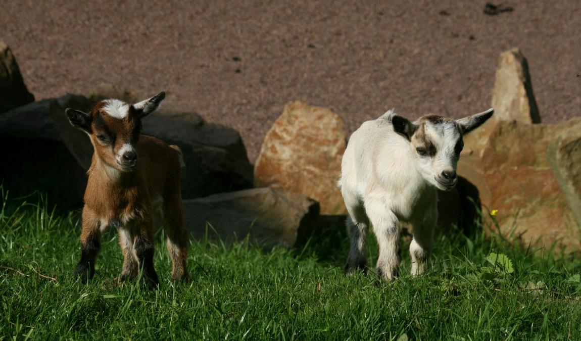 bird park heiligenkirchen photo 7