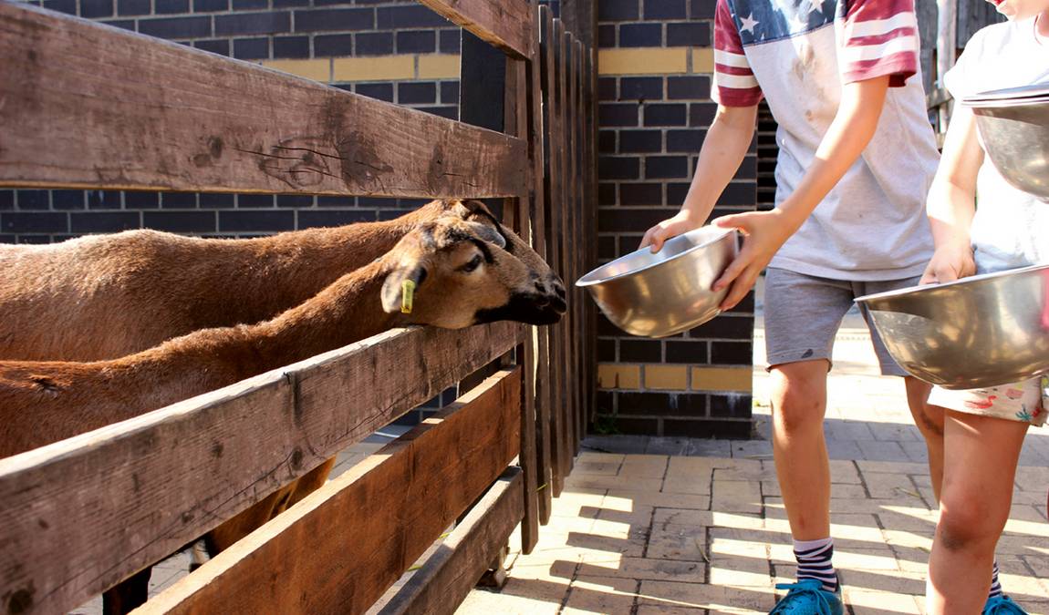 moritzhof petting farm photo 2