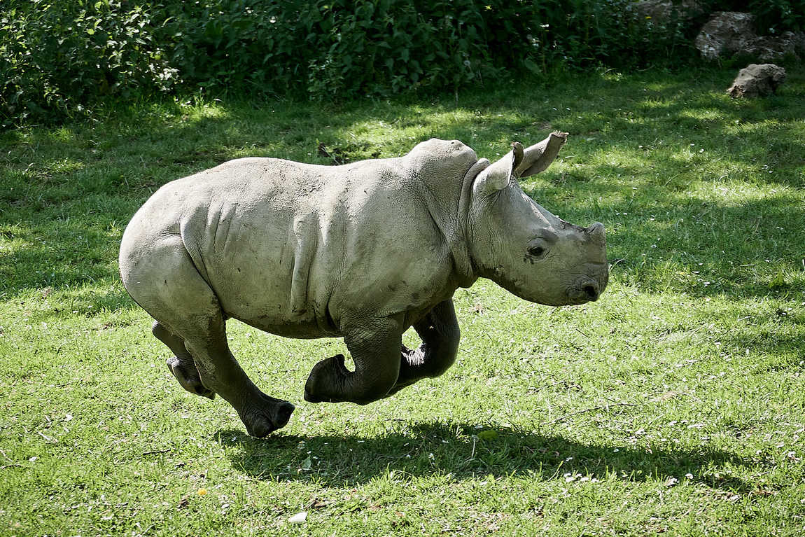 augsburg zoo photo 2