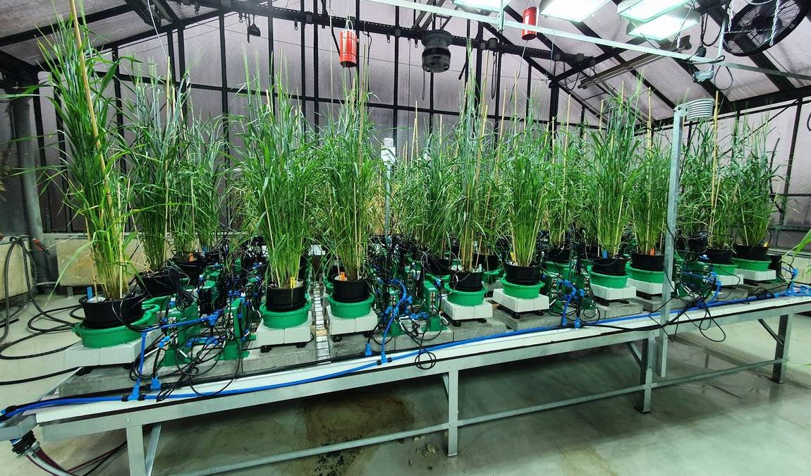 experimental botanical garden photo 4