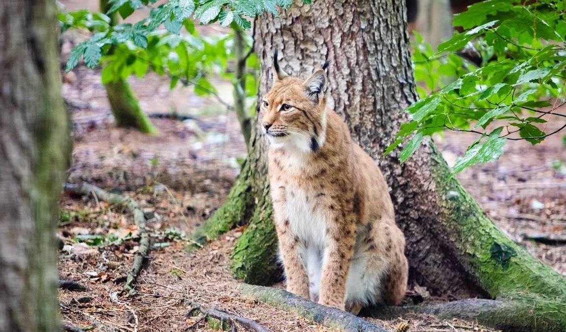 chemnitz zoo photo 2