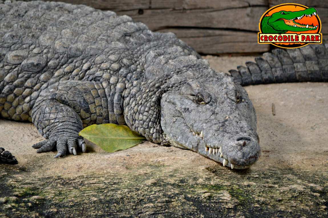 crocodile park torremolinos photo 1