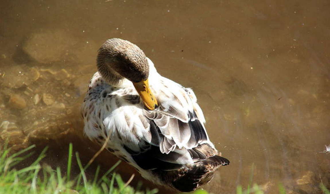 alpen wildpark feld am see photo 4