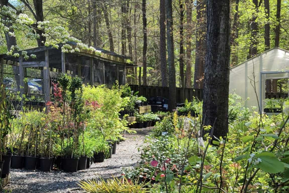 unc charlotte botanical gardens photo 5