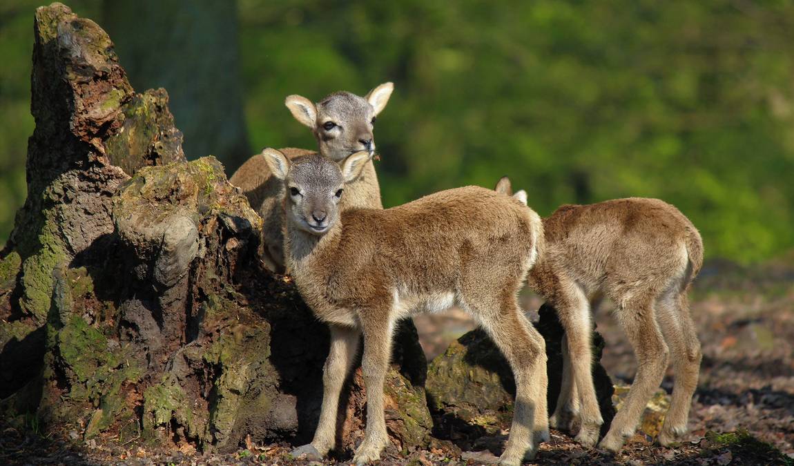 forest and wildpark rolandseck photo 3