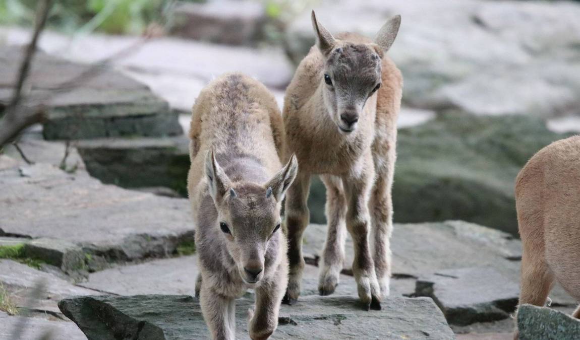 chemnitz zoo photo 10