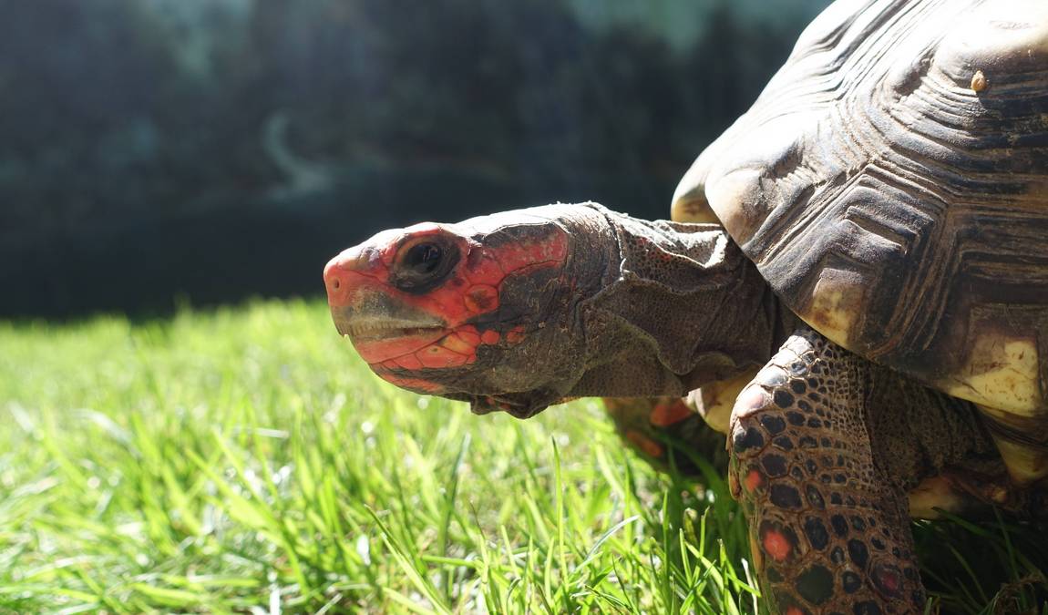 reptilienzoo happ photo 4