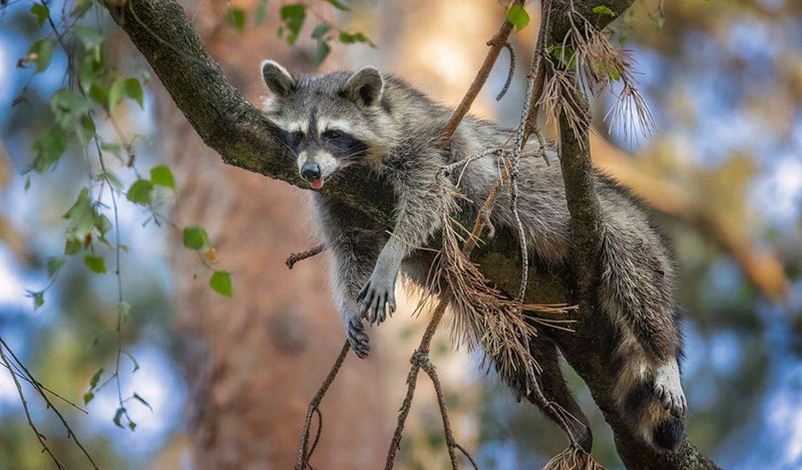 wildpark alte fasanerie photo 1