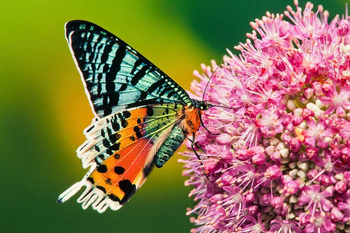 butterfly garden at sayn palace photo 2