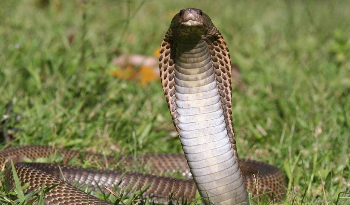 reptilienzoo nockalm photo 2