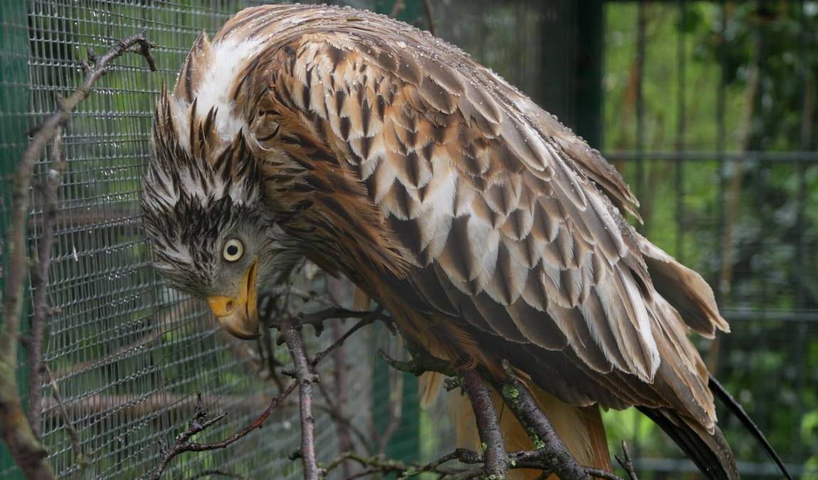 delitzsch zoo photo 6