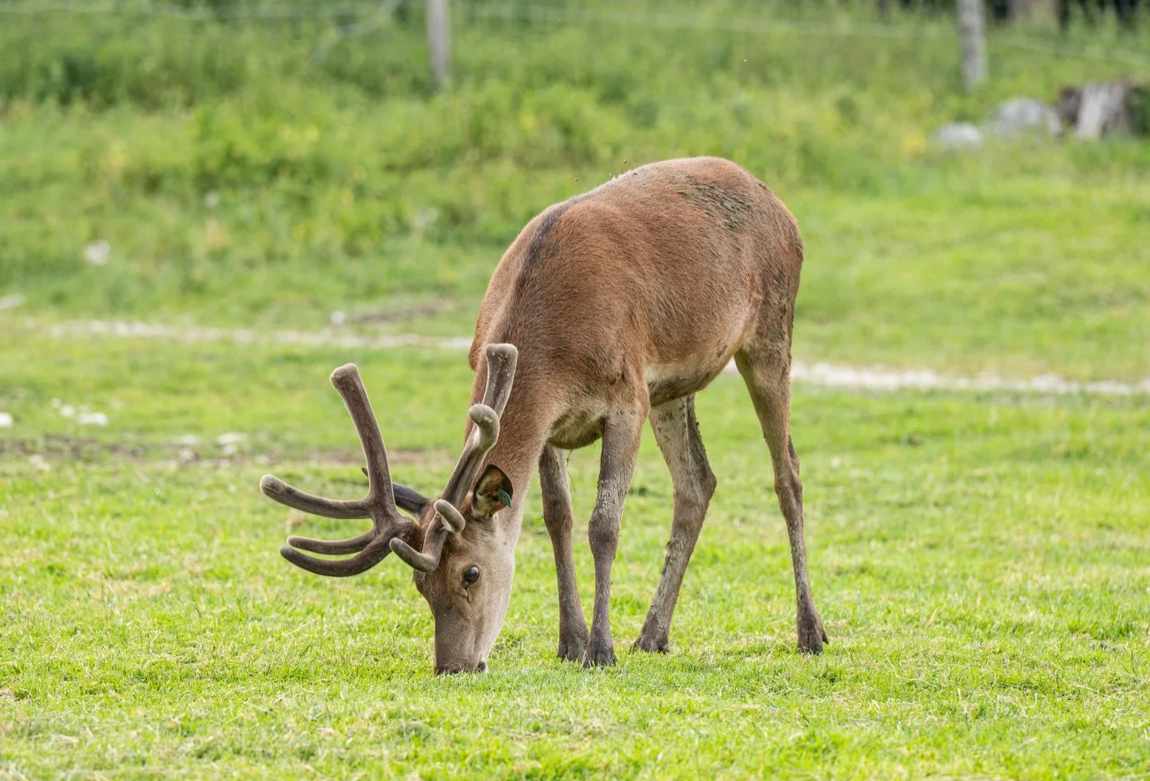 wildpark kleefeld photo 2