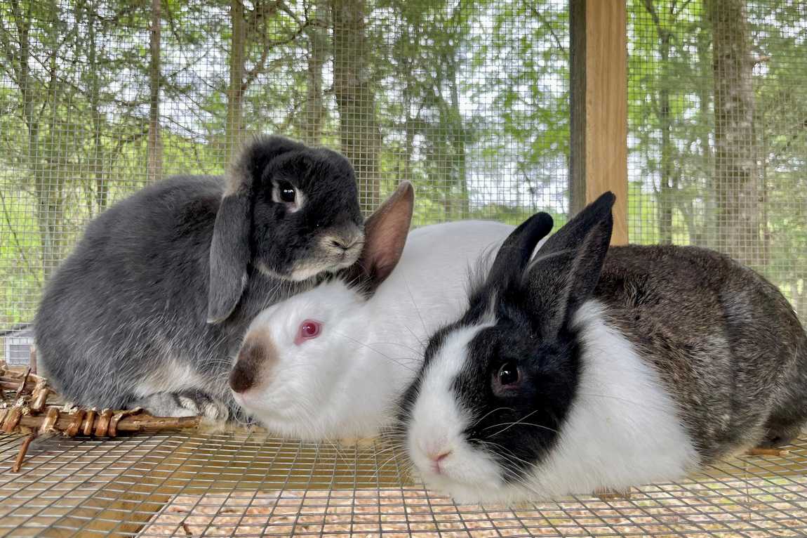 anne springs close greenway photo 4