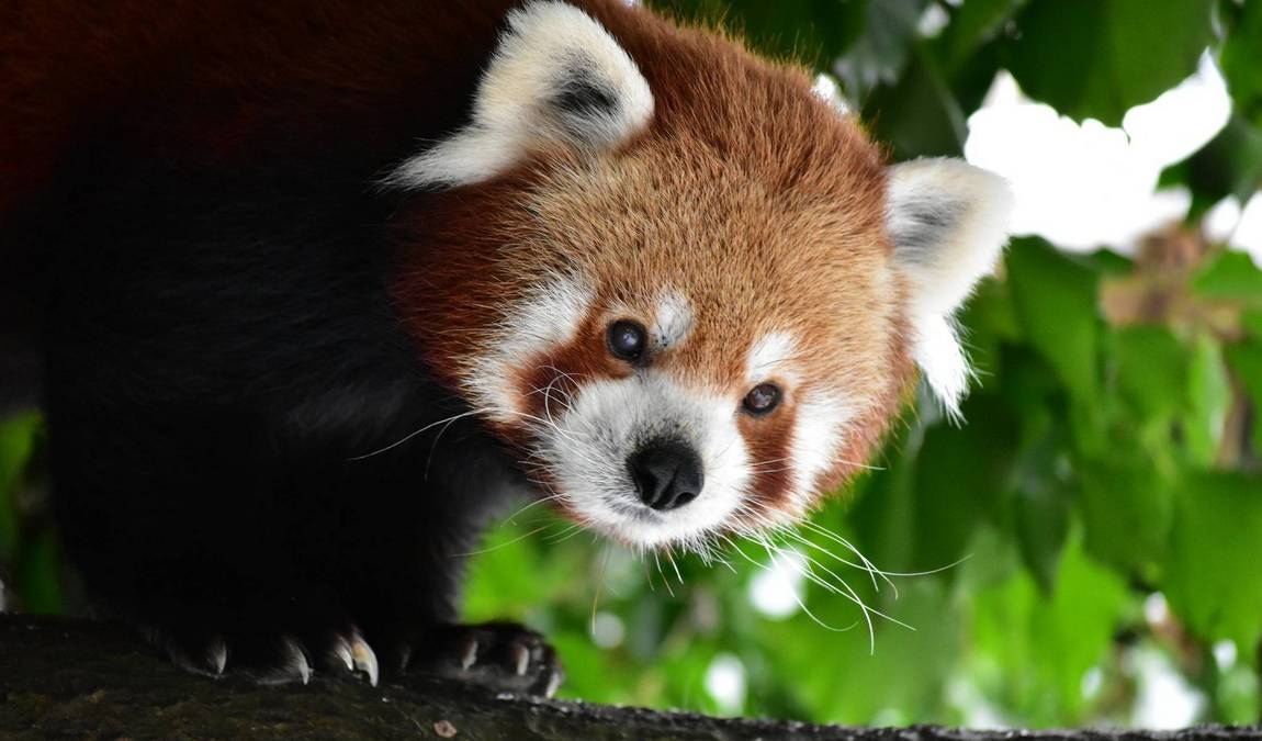 zoo jihlava photo 12