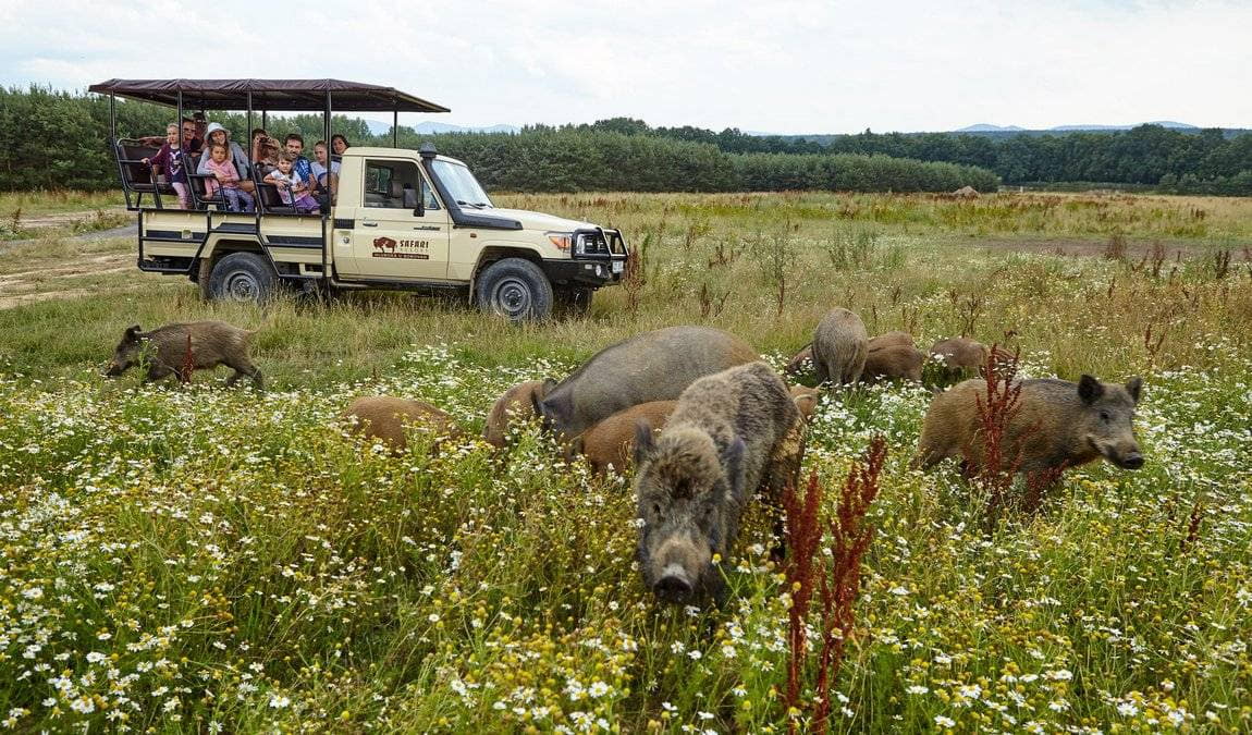safari resort hluboka u borovan photo 8
