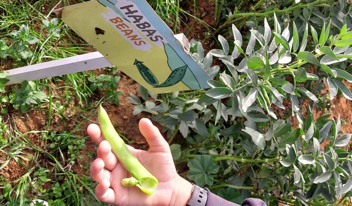 finca albahaca photo 4