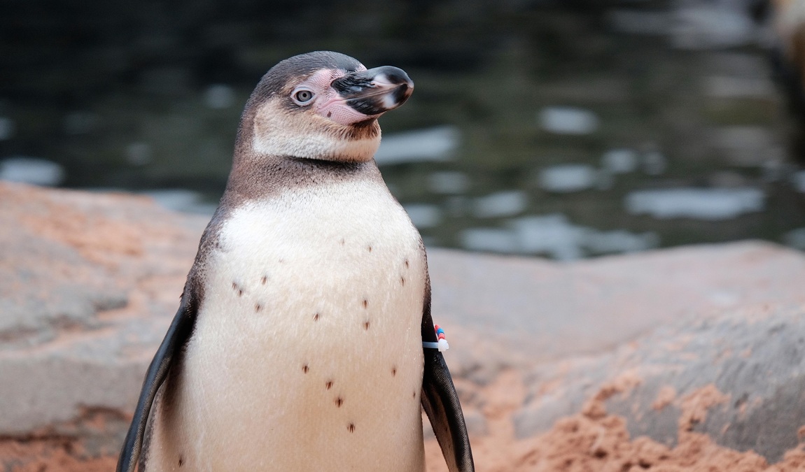 sea life hannover photo 6