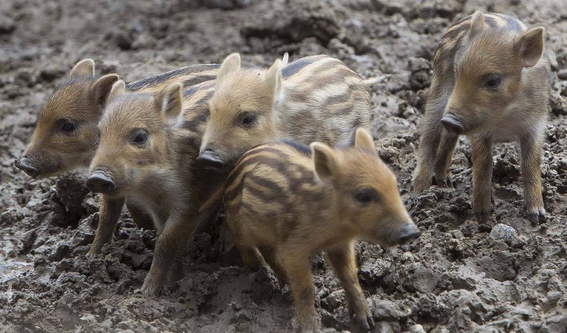 wildpark venusberg photo 1