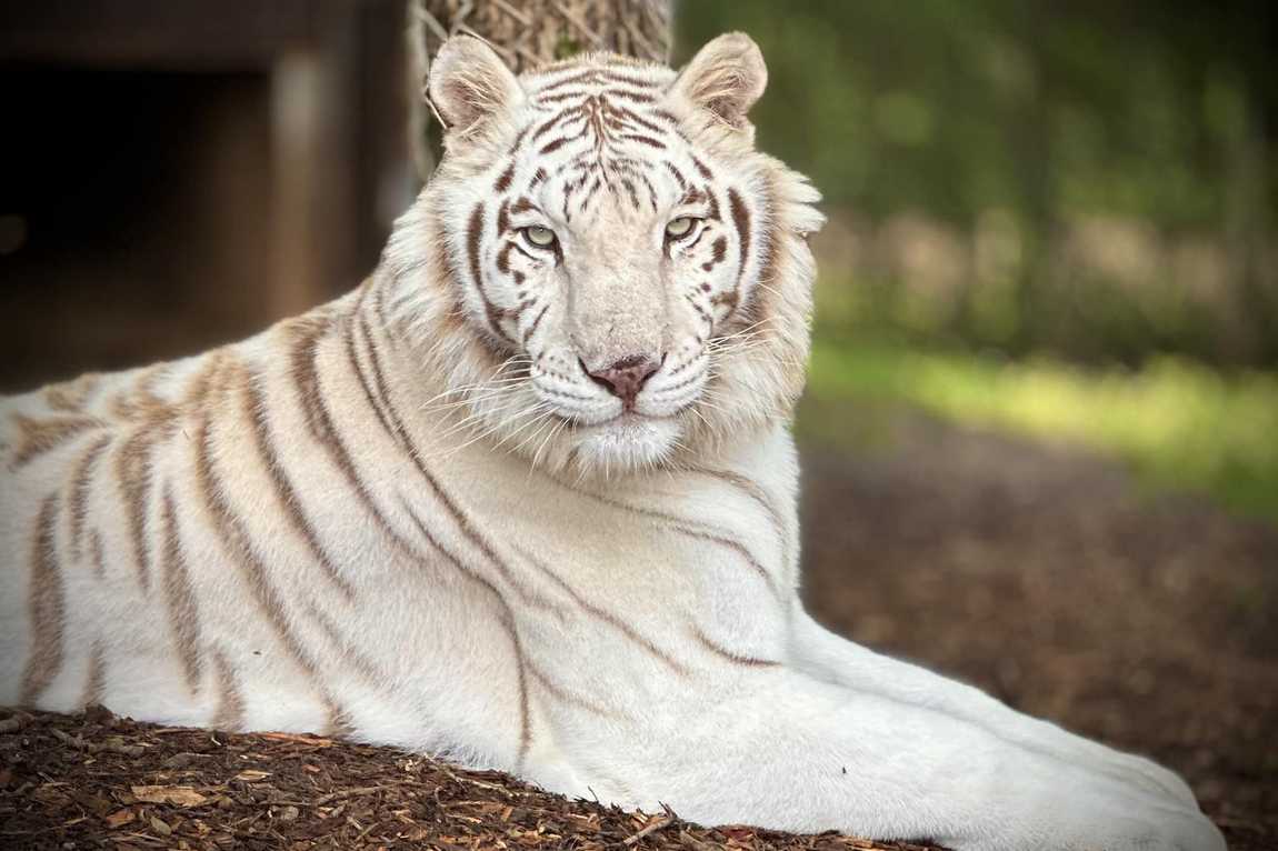 zootastic park photo 3