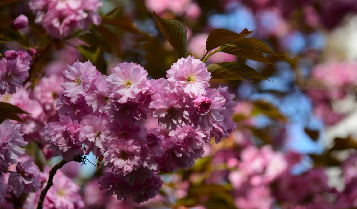 nymphaea zoo photo 3