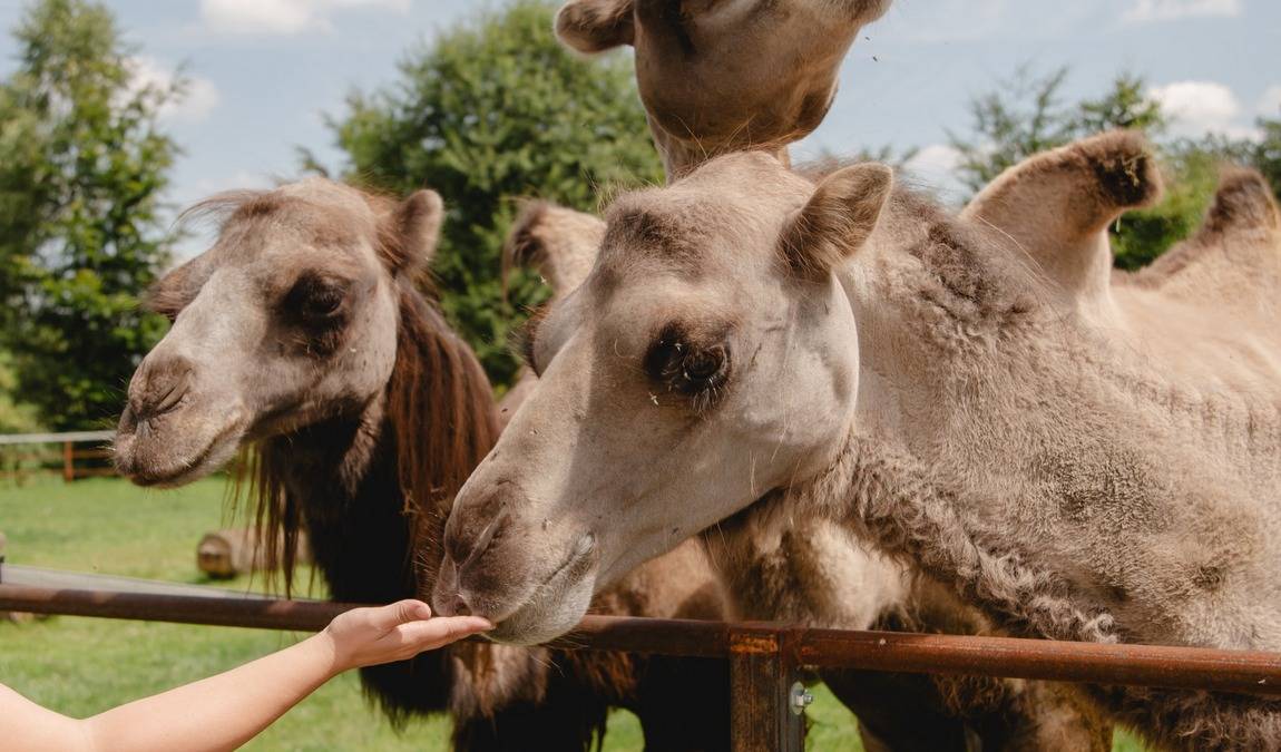 wildpark frankenhof photo 5