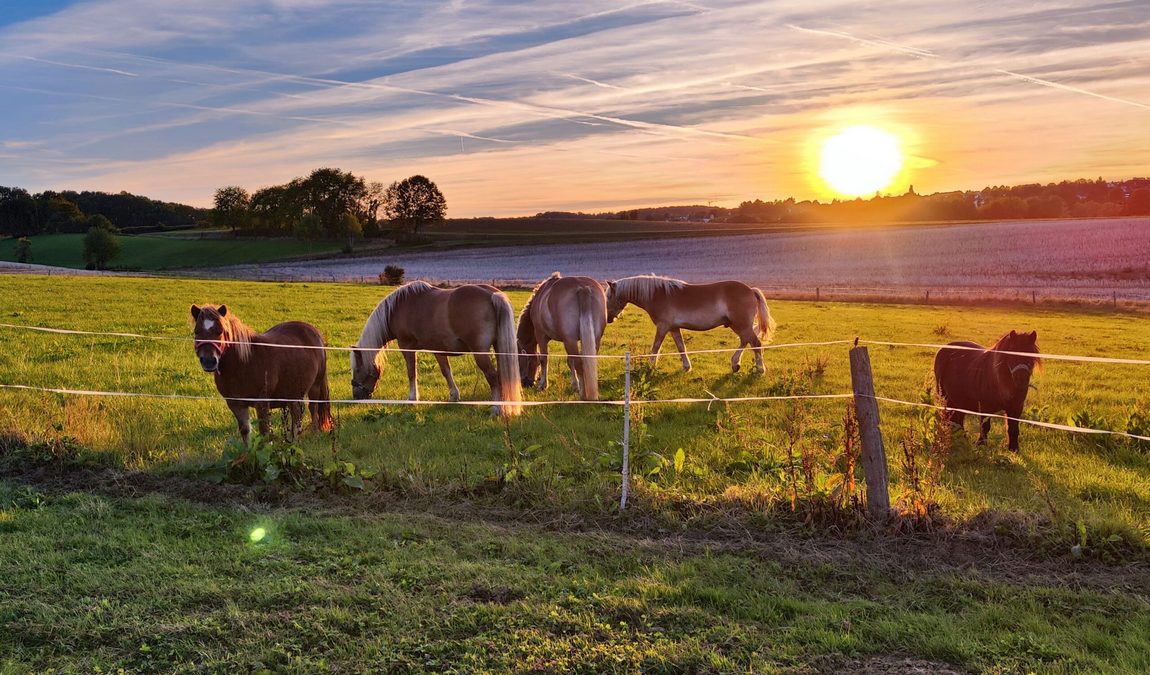 burgzwergen farm photo 2
